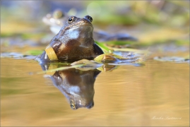<p>SKOKAN HNĚDÝ ( (Rana temporaria) ---- /Common frofg - Grasfrosch/</p>